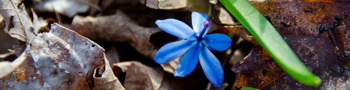 blue-flower.jpg - 36,15 kB